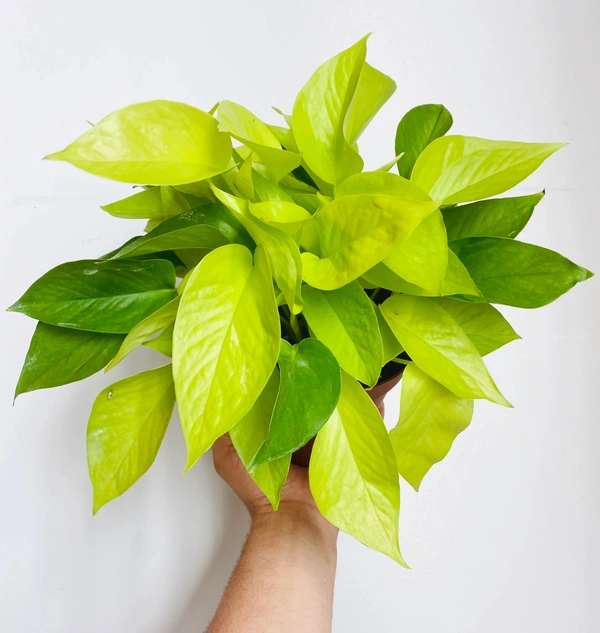 Golden Neon Pothos