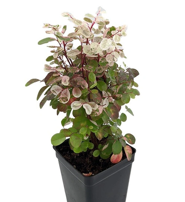 Snowbush