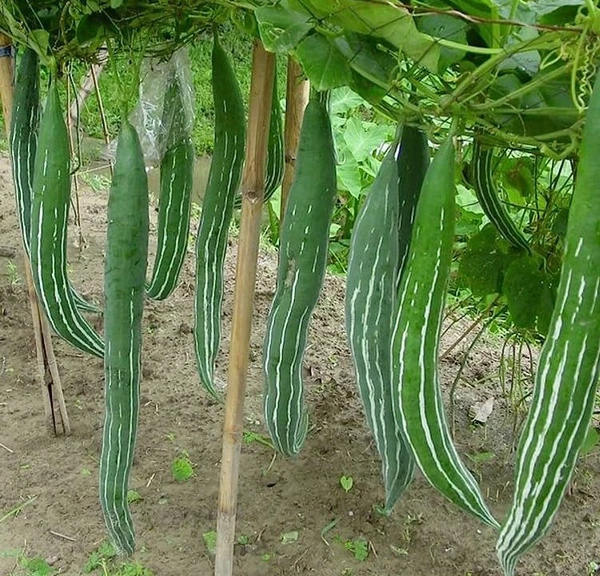 Snake Gourd (Chichinda) Seeds