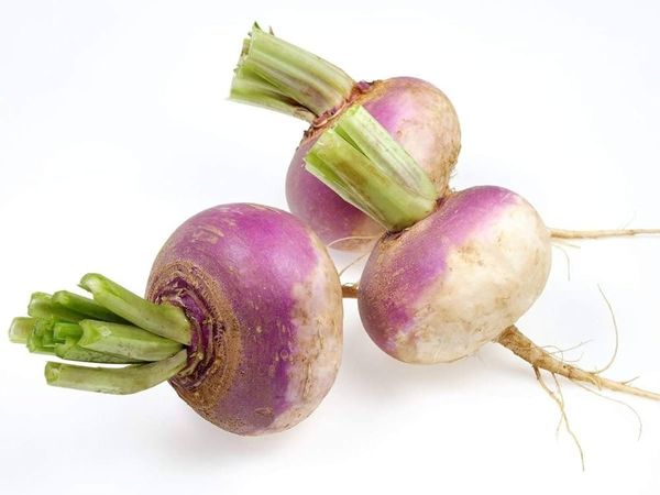 Turnip (Shalgam) Seeds