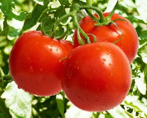 Tomato (Tamatar) Seeds