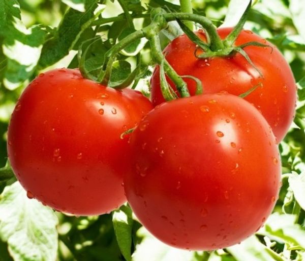 Tomato (Tamatar) Seedling (200 Pcs.)