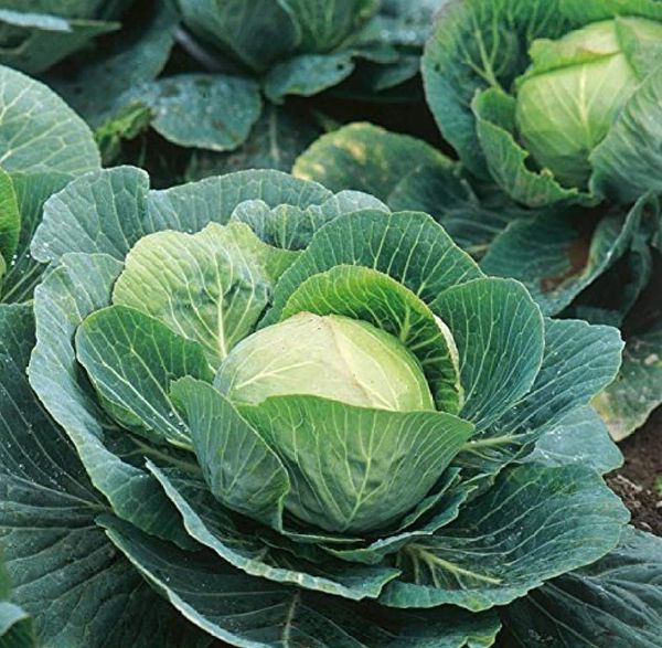 Cabbage (Patta Gobhi) Seedling