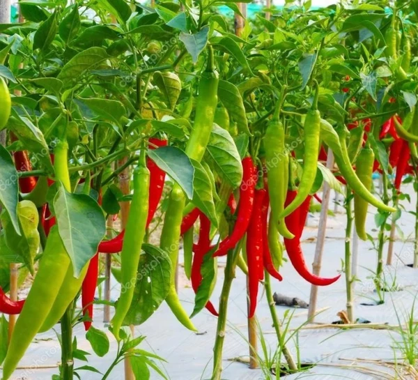 Green Chilies (Hari Mirch) Seeds