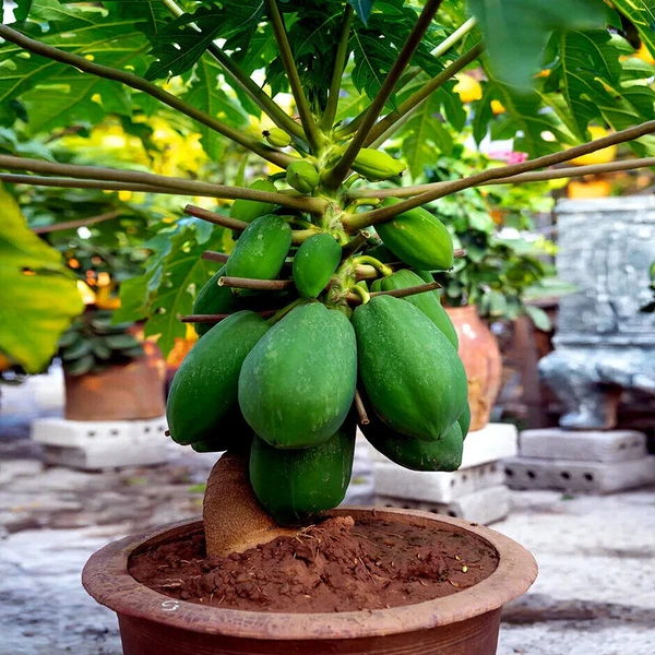 Papaya (Kachcha Papita) Seedling (100 Pcs.)