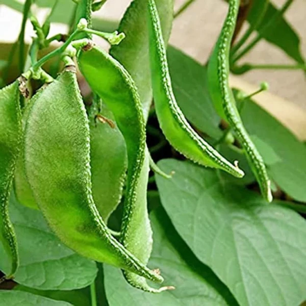 double Bean Seeds