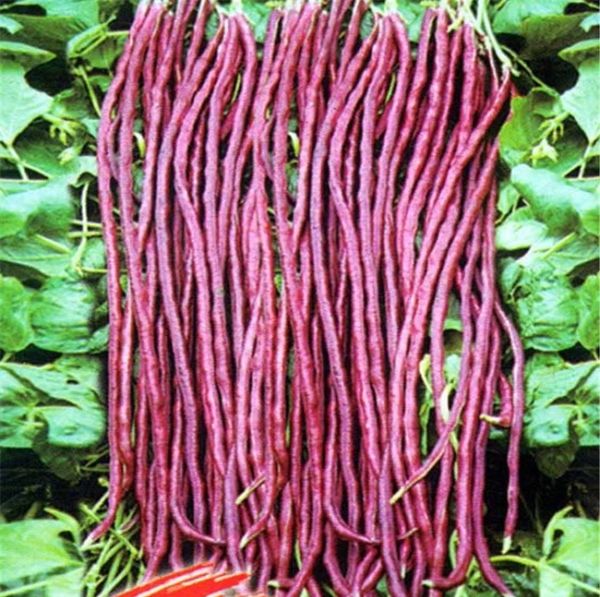 Red Cowpea  Bean Seeds