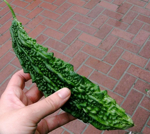 Bitter Gourd Seeds