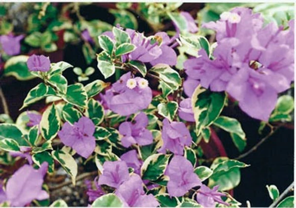 Bougainvillea Variegated Royal Dauphine (50 Pcs.)