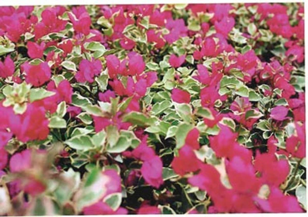 Bougainvillea Variegated Rubra Sapling (100 Pcs.)