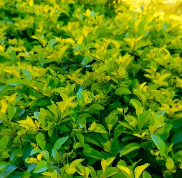 Golden Hedge -Duranta Erecta Sapling (100 Pcs.)