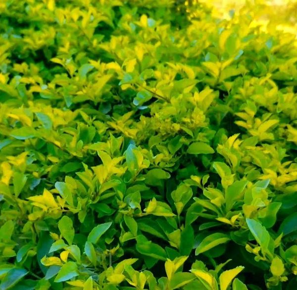 Golden Hedge (Duranta Erecta) Sapling-200 Pcs.