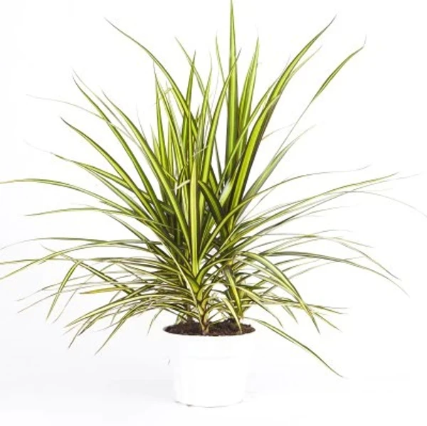 Dracaena Colorama Green Sapling (100 Pcs.)