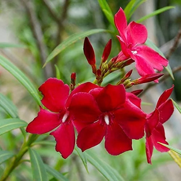 Korobi Plant (Oleander) Sapling (100 Pcs.)