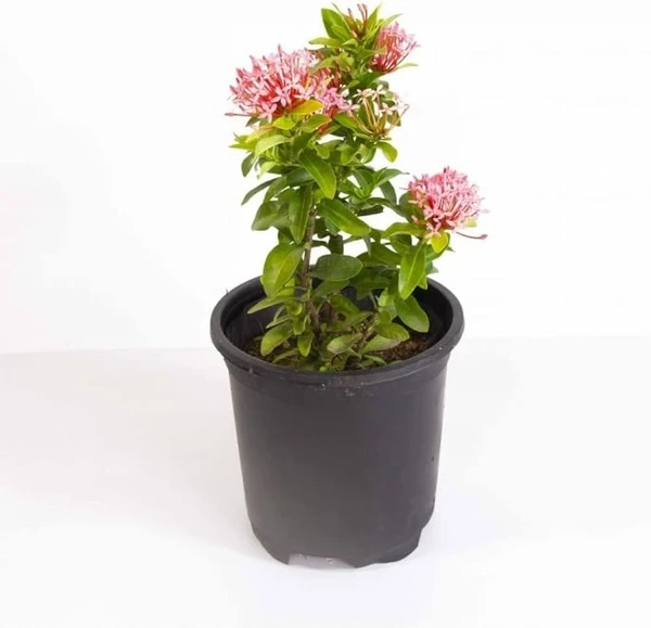 Ixora Mini Dwarf (50 Pcs.)