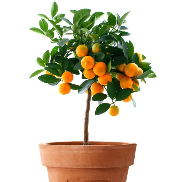  Miniature Orange (Ornamental Orange) Plant