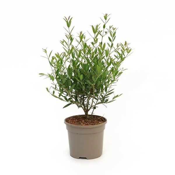  Narrow-leaved Mock Privet (50 Pcs.)