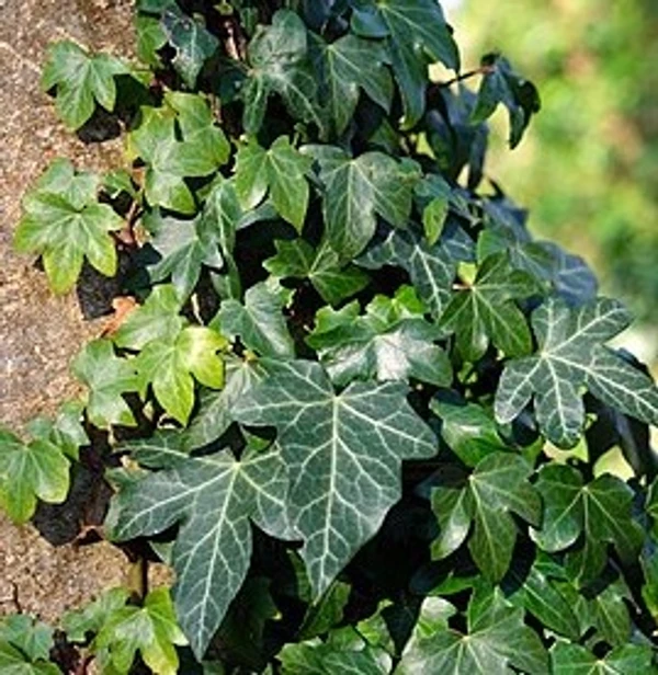 Common ivy