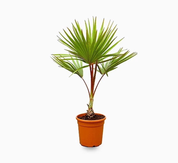 Latania Palm (50 Pcs.)