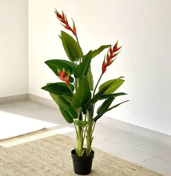 Heliconia  Plant