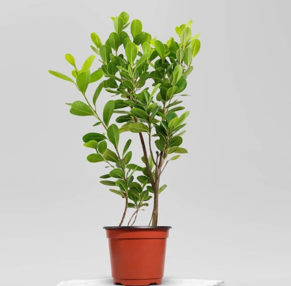 Ficus Retusa (50 Pcs.)