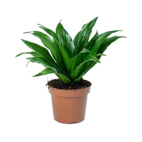 Dracaena Fragrans (50 Pcs.)