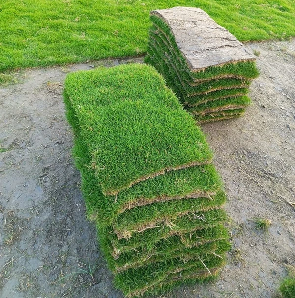 Lawn Grass (100 SQF.)