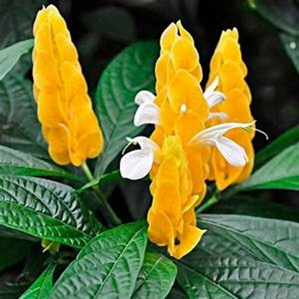 Lollipop Plant