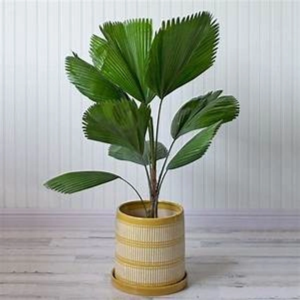 Ruffled Fan Palm