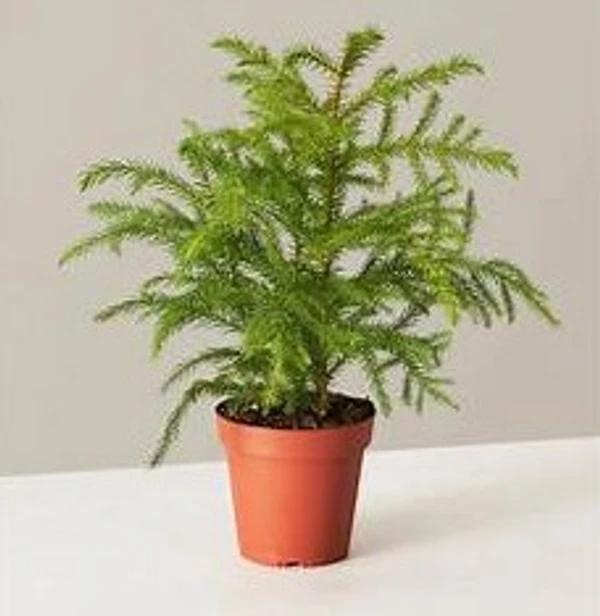 Araucaria Pine (50 Pcs.)