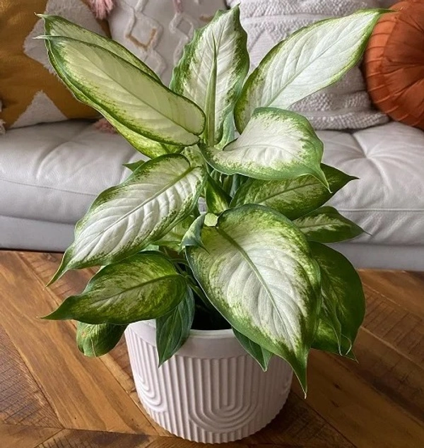 Dieffenbachia ‘Camille’