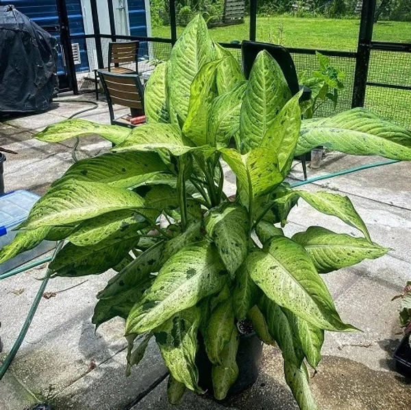 Dieffenbachia ‘Camouflage’
