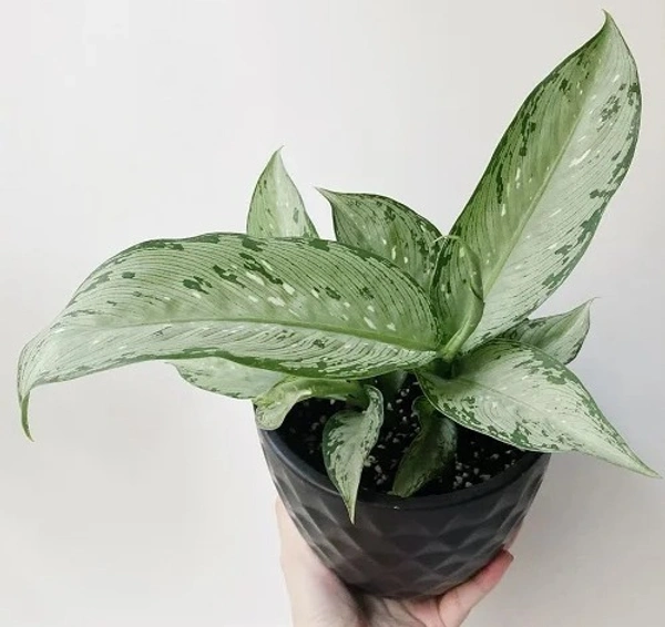 Dieffenbachia maculata ‘Tropical tiki’