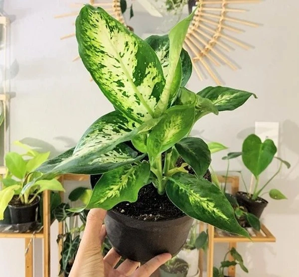 Dieffenbachia ‘Carina’