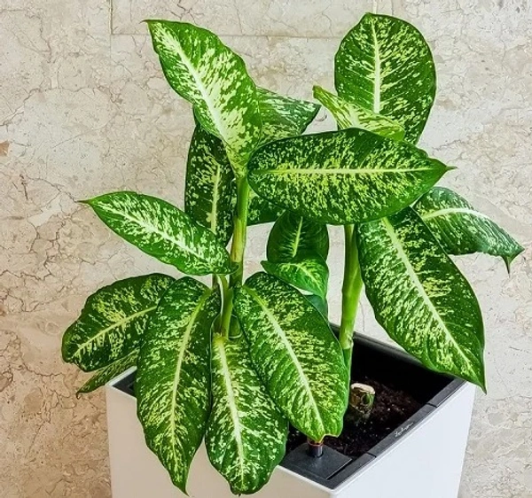 Dieffenbachia ‘Compacta’
