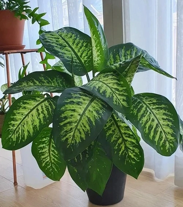 Dieffenbachia ‘Tropic Snow’