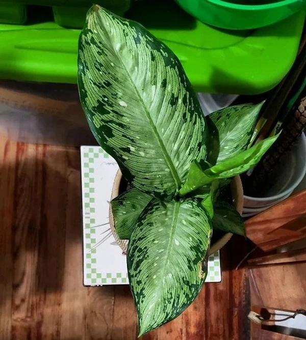 Dieffenbachia ‘Snow’