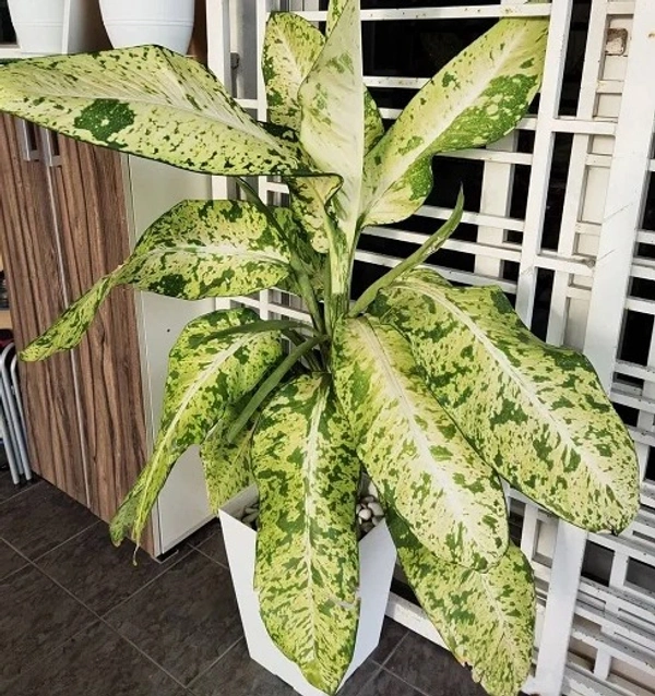 Dieffenbachia ‘Sarah’