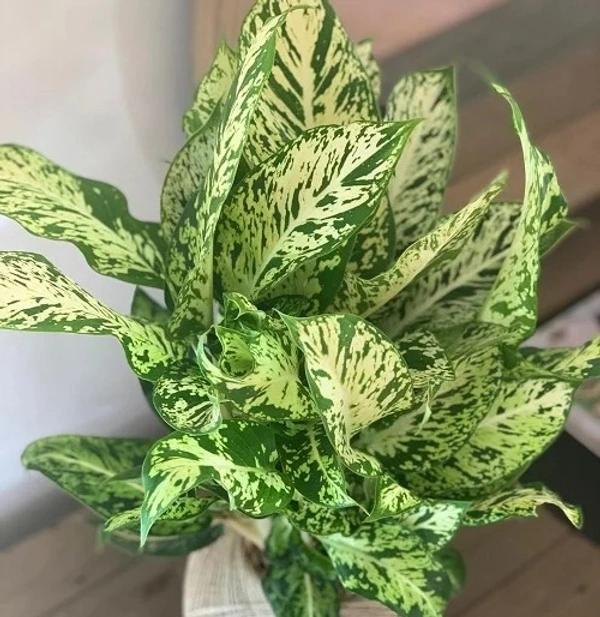Dieffenbachia ‘Sparkle’