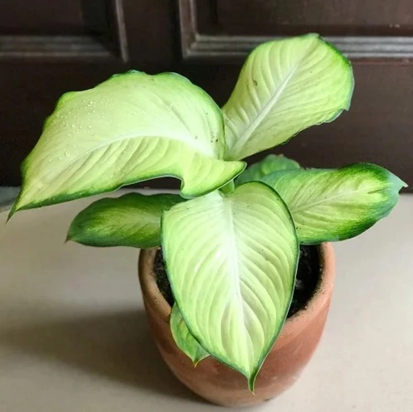 Dieffenbachia ‘Tropic Marianne’