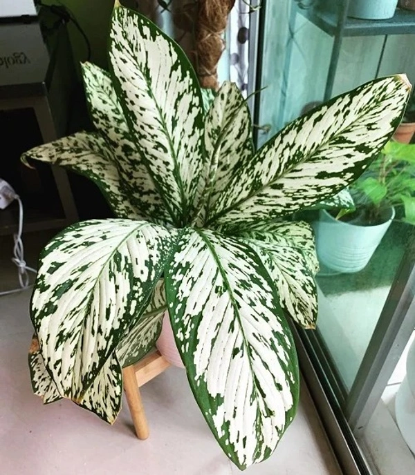 Dieffenbachia ‘White Etna’