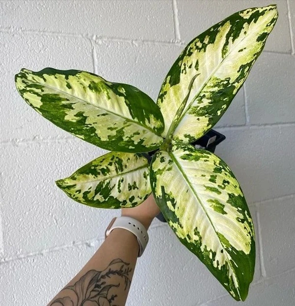 Dieffenbachia ‘Puerto Rico Variegated’