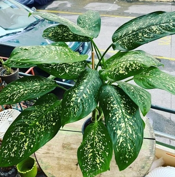 Dieffenbachia ‘Tropic Rain’