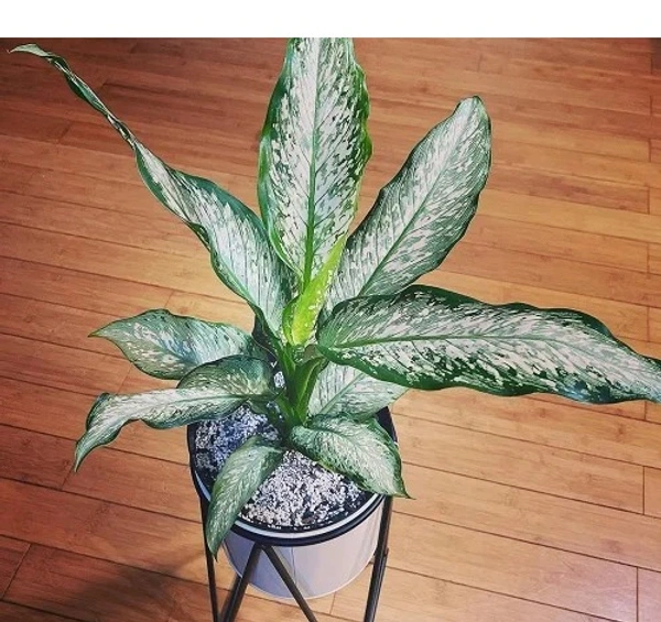 Dieffenbachia ‘Panther’