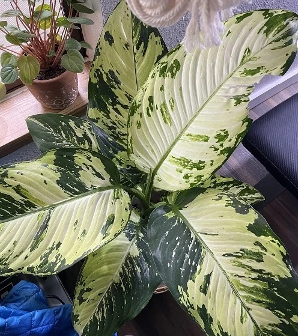 Dieffenbachia Aurora