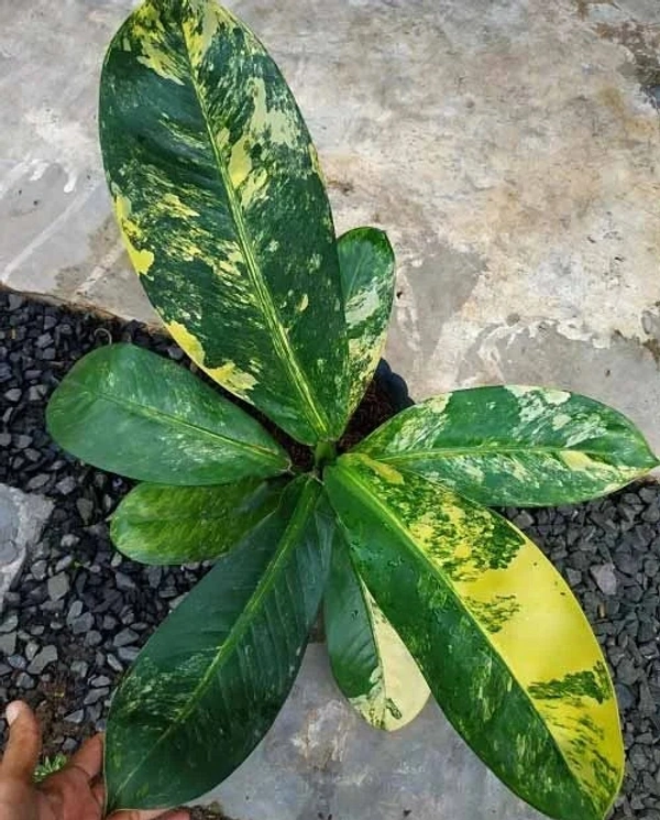 Dieffenbachia daguensis