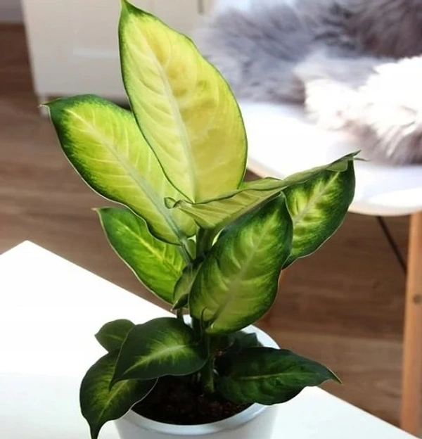 Dieffenbachia ‘Triumph’