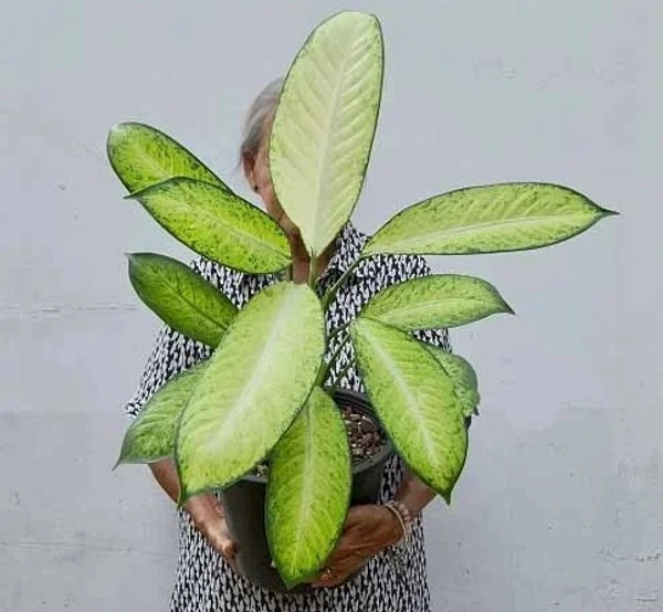 Dieffenbachia Rebecca