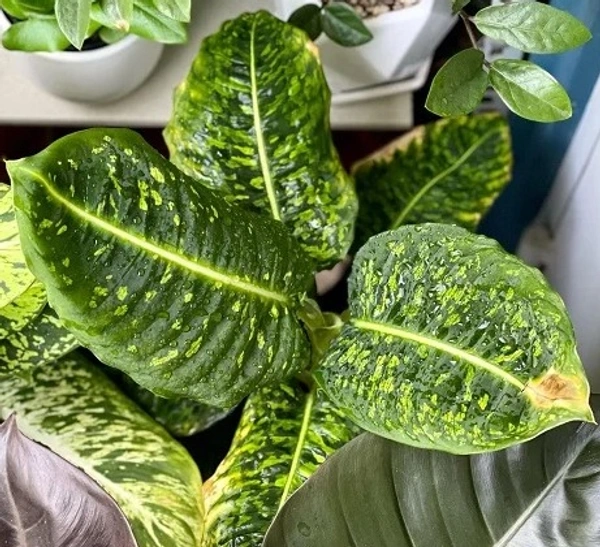 Dieffenbachia ‘Cheetah’