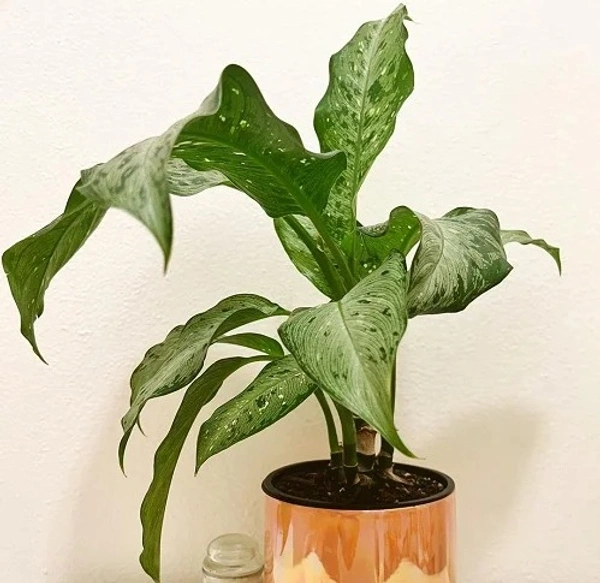 Dieffenbachia ‘Memoria corsii’